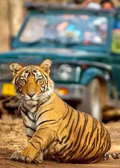 ranthambore